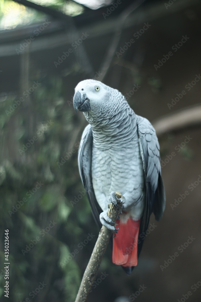 Fototapeta premium foto close up african grey parrot
