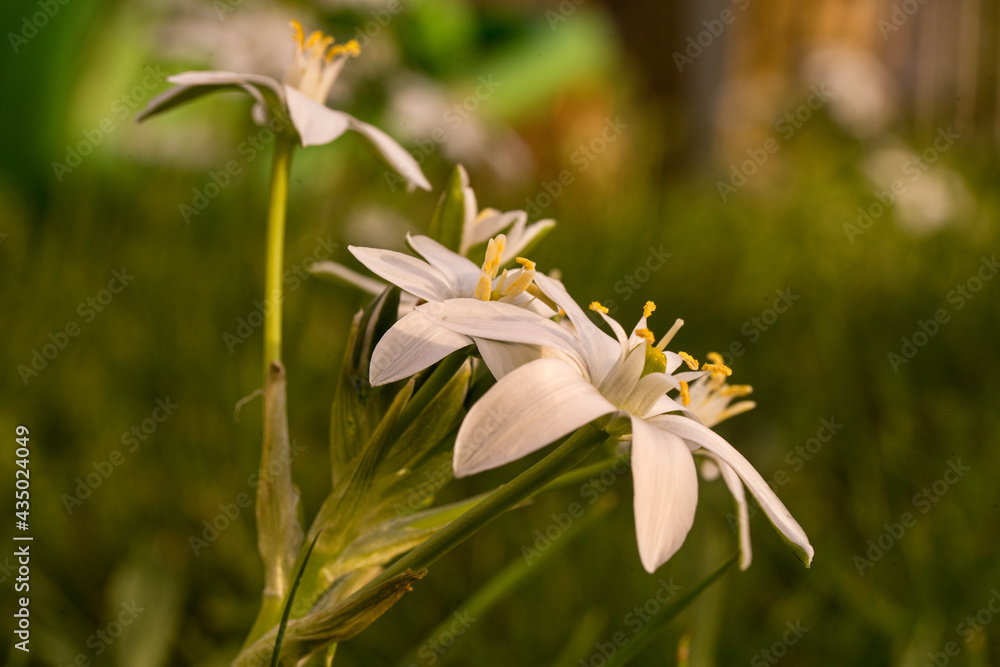 Fototapeta premium Dolden-Michstern 1