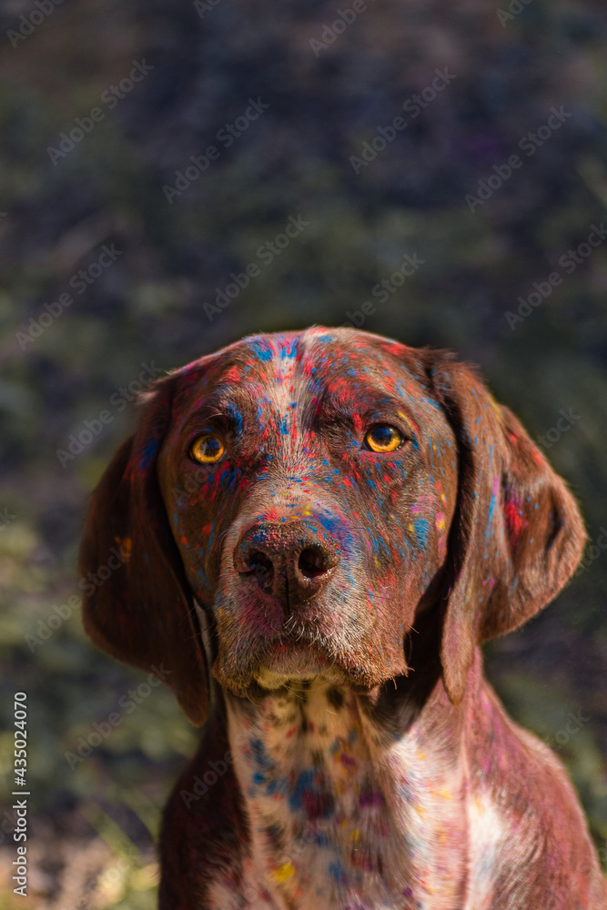 Hund mit Holi Pulver im Gesicht 