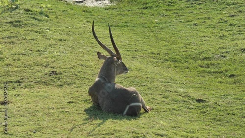 Waterbuck on the riverbank in the natural environment, South Africa