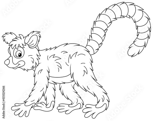 Exotic tropical Madagascar lemur with a very long striped tail walking, black and white outline vector cartoon illustration for a coloring book page