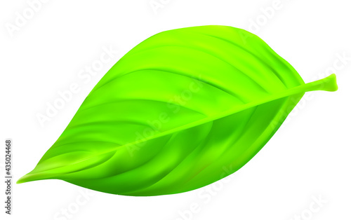 leaf on white background vector realistic