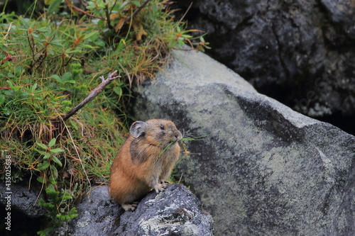 【北海道】エゾナキウサギ photo