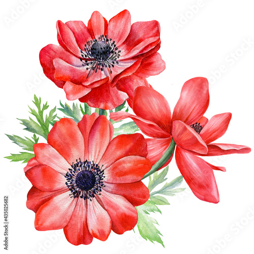 Bouquet anemones flowers. Botanical watercolor floral illustration for design. Red flower