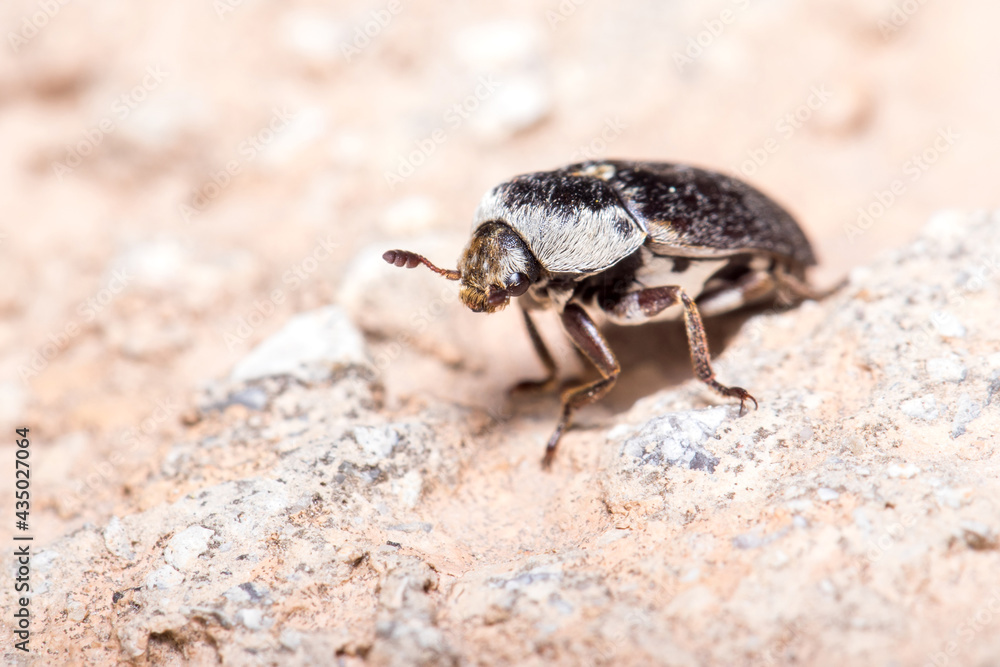 Dermestes frischii walking on a rock while looking for food. High quality photo