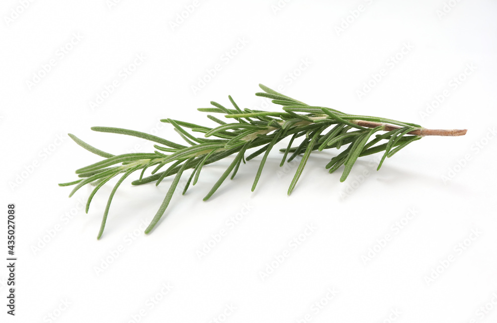 Fototapeta premium Fresh Rosemary Herb on white background.