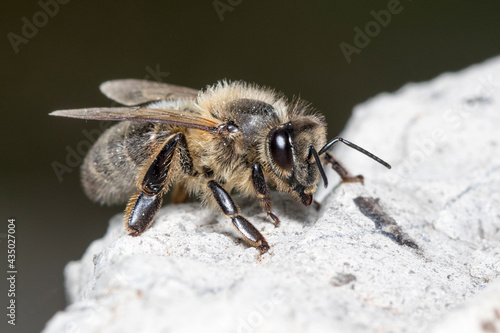 Apis mellifera resting on a rock on a sunny day. High quality photo