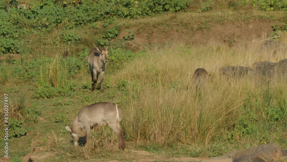 Waterbuck on the riverbank in the natural environment, South Africa