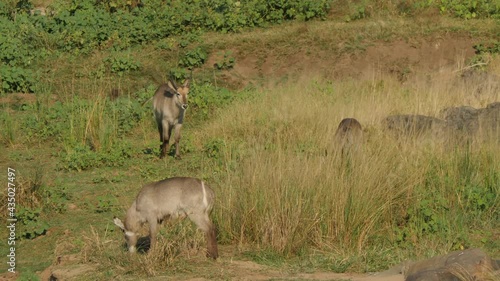 Waterbuck on the riverbank in the natural environment, South Africa