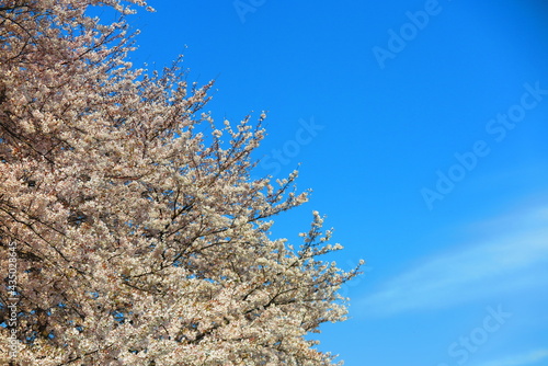 春の青空と桜のソメイヨシノの風景6