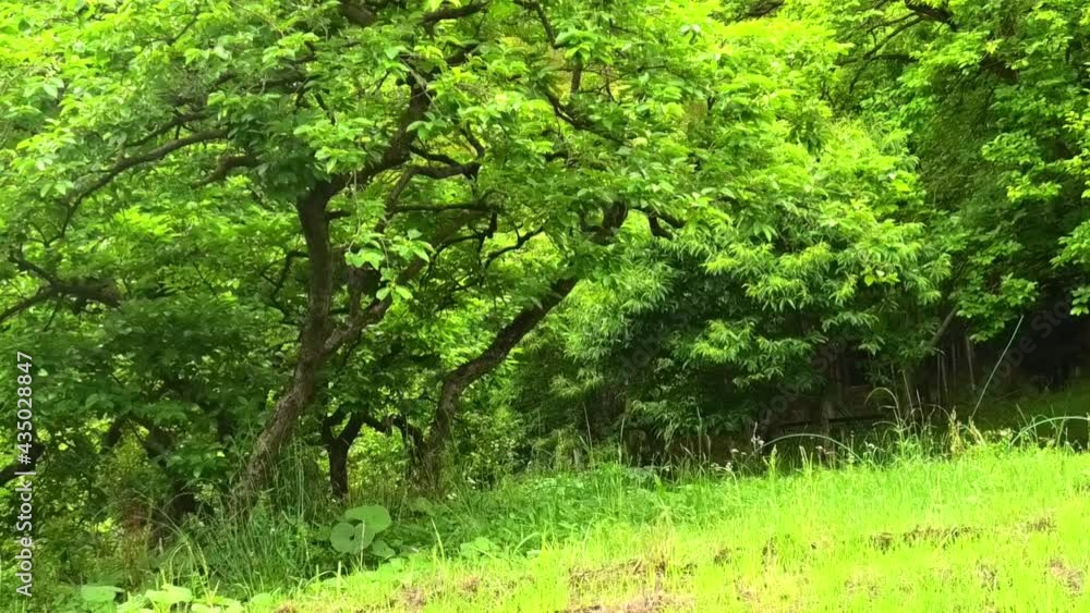 小山田緑地 小山田緑地