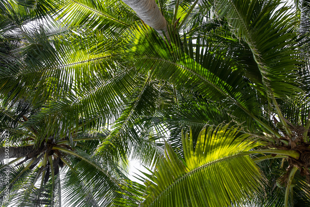 abstract background of vibrant Coconut trees in artificial light electric summer. View of Coconut leaf tree leaves against a blue sky abstract background of vibrant Coconut trees in artificial light electric summer. View of Coconut leaf tree leaves against a blue sky