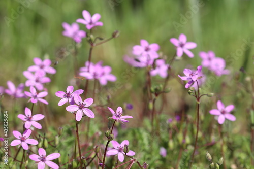 Beautiful pink flowers grow on a flower bed in the park. 