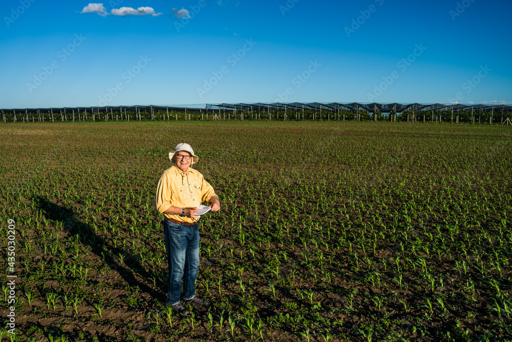 Senior farmer is standing in his growing corn field. He is is examining his sown corn field.