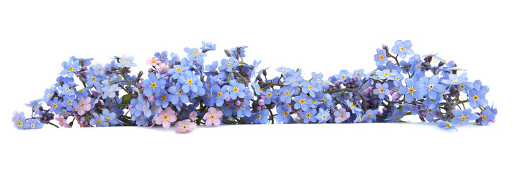 Spring blue flowers Myosotis isolated on white background.  Flowers Myosotis are called forget-me-not or scorpion grasses.