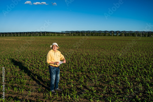 Senior farmer is standing in his growing corn field. He is is examining his sown corn field.