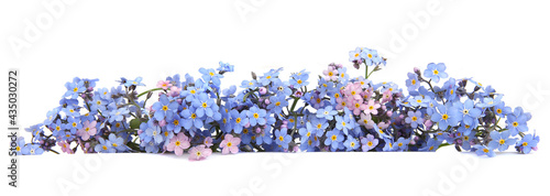 Spring blue flowers Myosotis isolated on white background.  Flowers Myosotis are called forget-me-not or scorpion grasses. photo