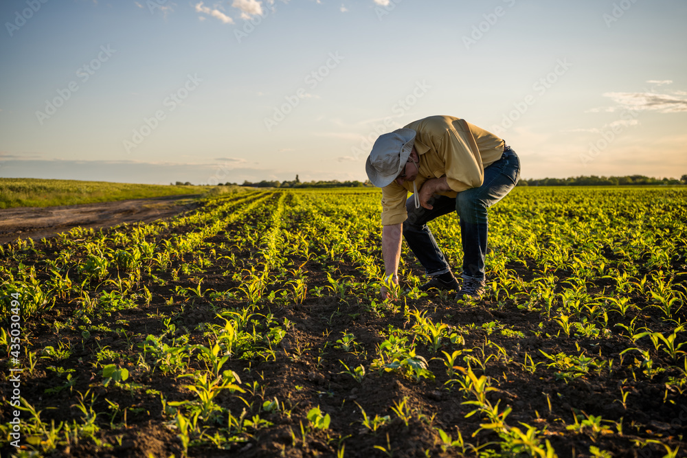 Obraz na plátně Senior farmer is standing in his growing corn field