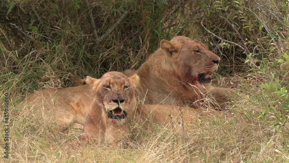 Well-fed lions resting in the grass after feeding with blood stained fur around their mouth. Well-fed lions resting in the grass after feeding with blood stained fur around their mouth.