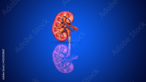 human kidney cross section 3d illustration