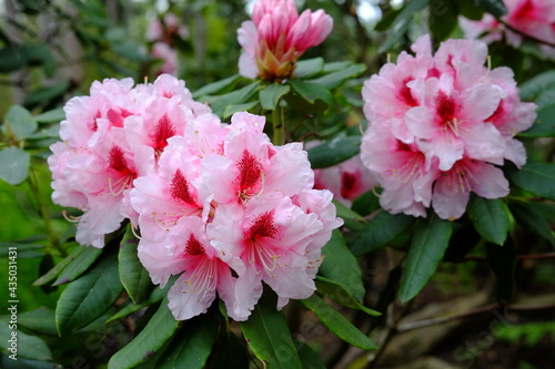 Fototapeta Naklejka Na Ścianę i Meble -  A close-up on some rhododendron flowers in a park on the east of Paris. Spring 2021, the 29th April 2021.
