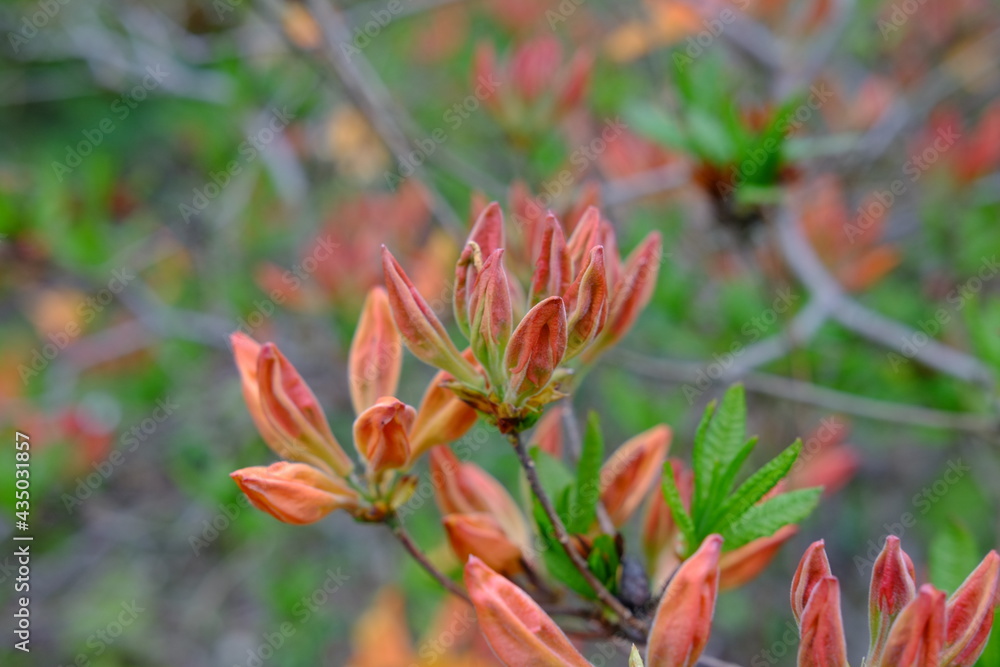 A close-up on some rhododendron flowers in a park on the east of Paris. Spring 2021, the 29th April 2021.