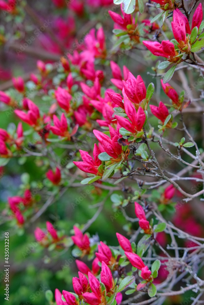 A close-up on some rhododendron flowers in a park on the east of Paris. Spring 2021, the 29th April 2021.