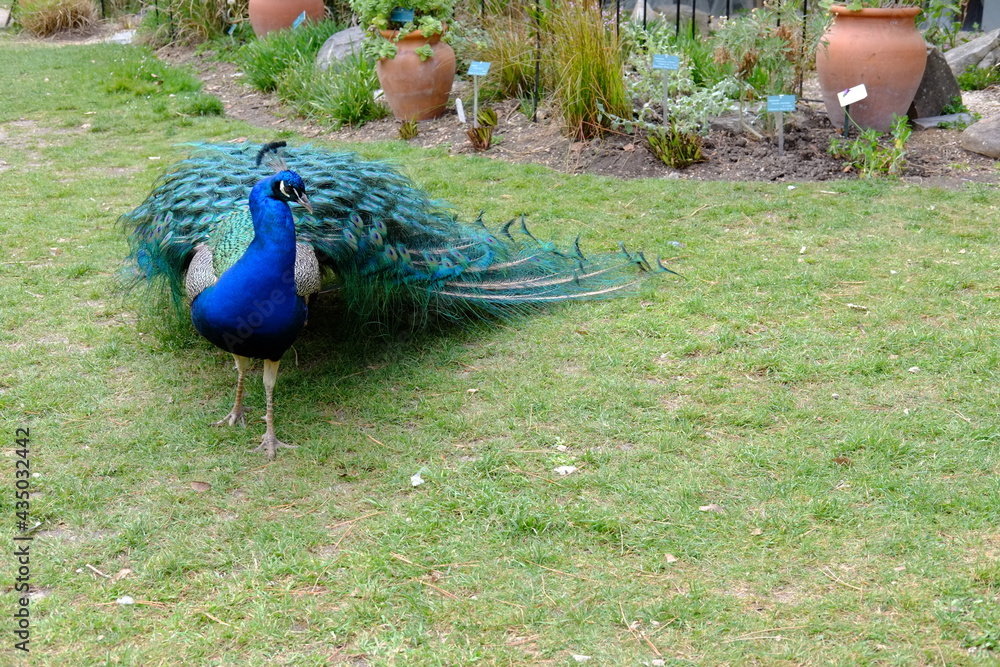 Obraz premium A peacock in the park of Paris.