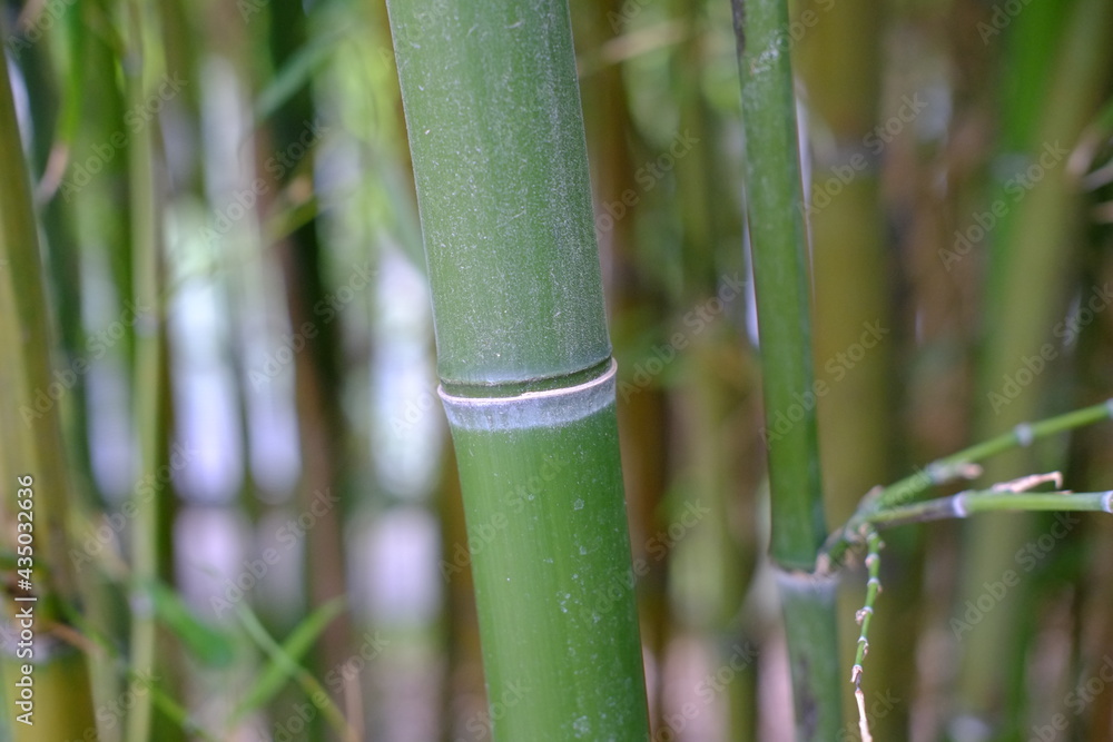 Obraz premium A close-up on some bamboo stalks in a park of the east of Paris (Parc Floral). The 29th April 2021.