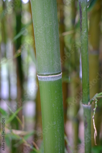 A close-up on some bamboo stalks in a park of the east of Paris (Parc Floral). The 29th April 2021.