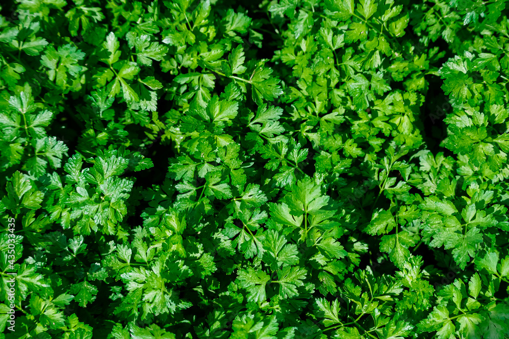 Green background of young parsley shoots. Top view of the garden with grown parsley. Green background of young parsley shoots. Top view of the garden with grown parsley.