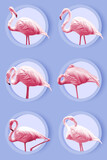 Flamingos of various postures