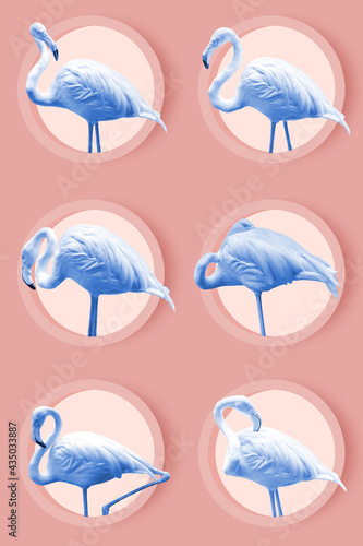 Flamingos of various postures