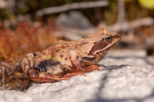 brown toad close up