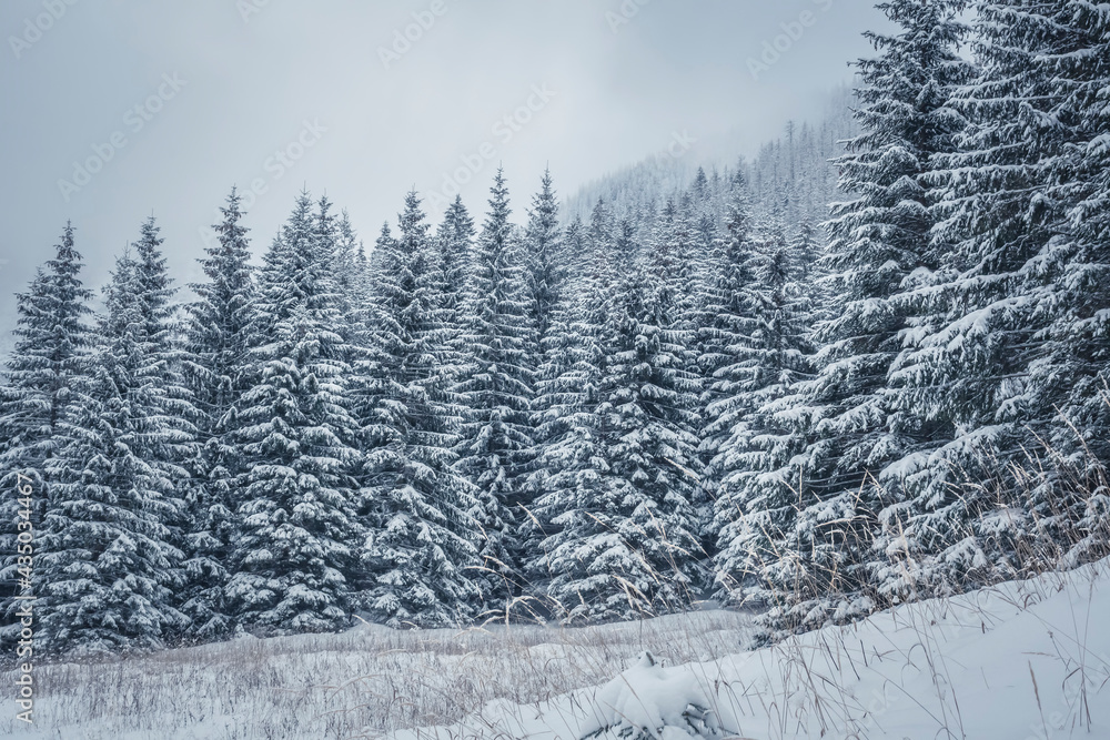 Dense fir forest in the mountains, Tatra National Park, Poland. Winter mood, white snow, dark trees, cold weather. Selective focus on the branches, blurred background.
