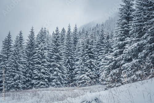 Dense fir forest in the mountains, Tatra National Park, Poland. Winter mood, white snow, dark trees, cold weather. Selective focus on the branches, blurred background. © juste.dcv