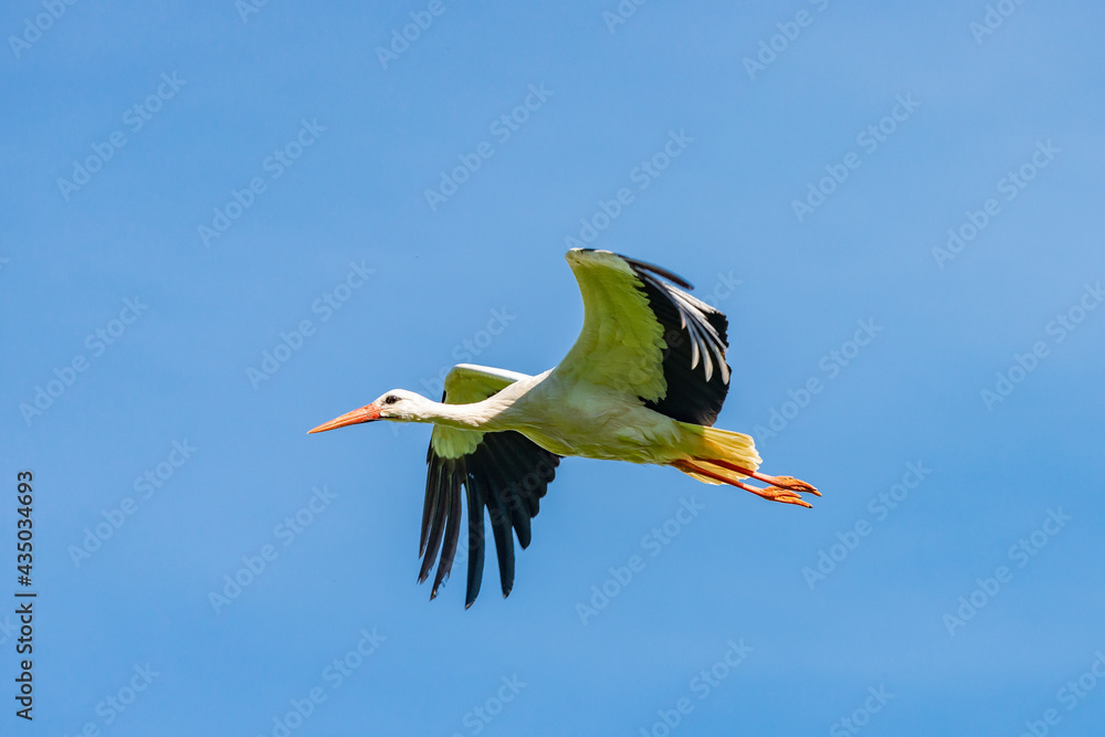 Obraz premium Störche - Der Storch