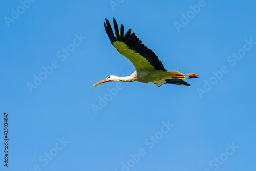 Störche - Der Storch