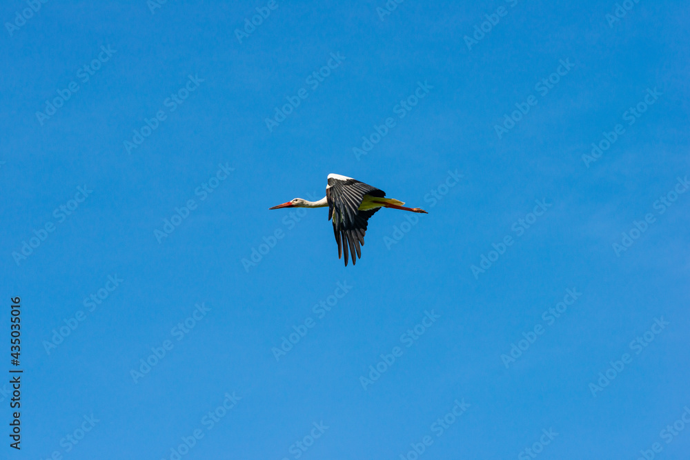 Obraz premium Störche - Der Storch