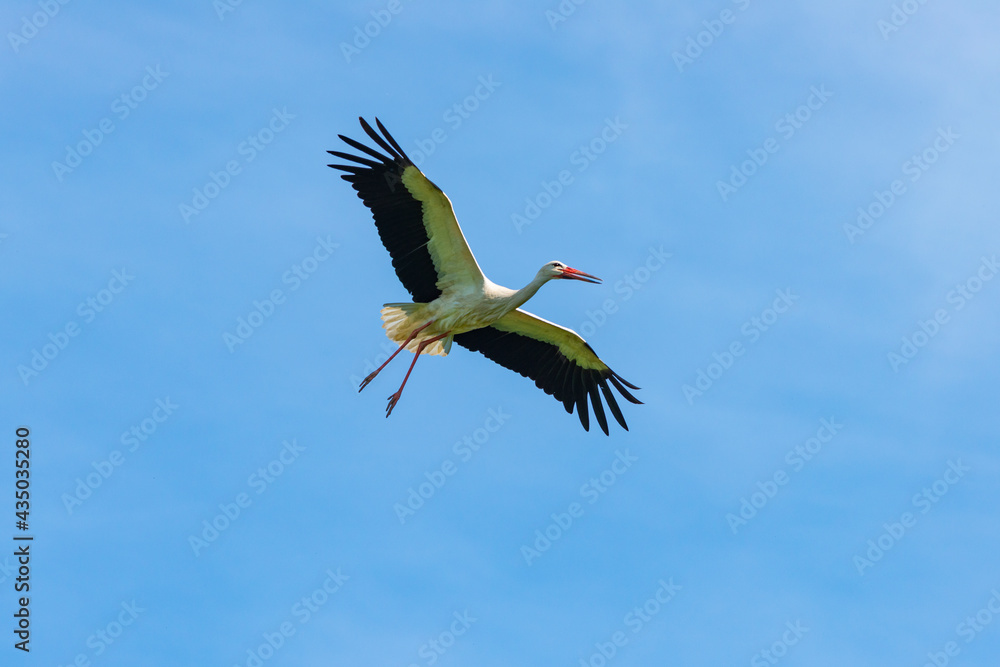 Obraz premium Störche - Der Storch