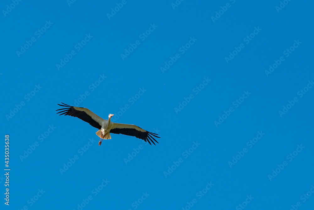 Obraz premium Störche - Der Storch