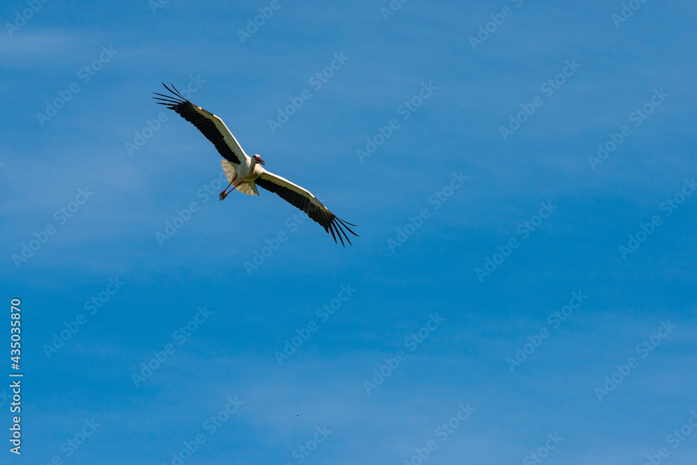 Obraz premium Störche - Der Storch