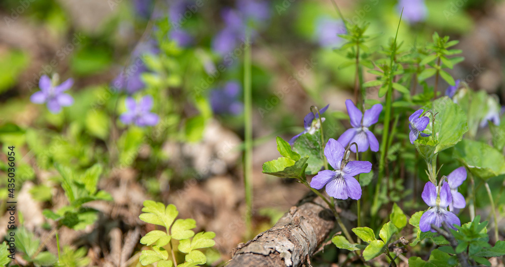 Blooming violets in grass in forest, purple spring flowers banner background Blooming violets in grass in forest, purple spring flowers banner background
