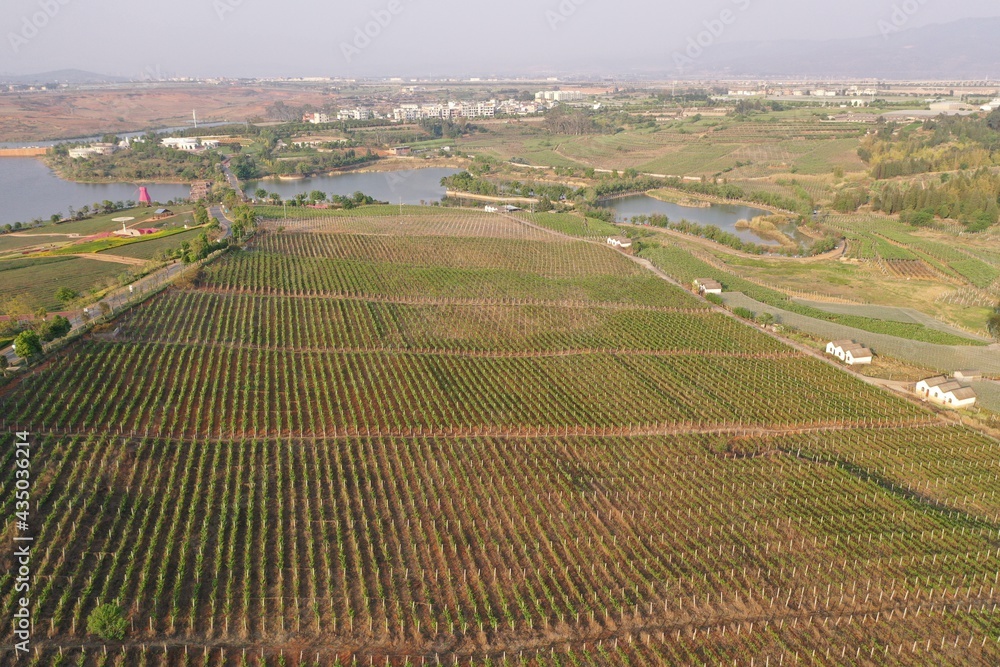 Aerial view of vineyards in Dongfengyun park in Mile, Yunnan - China