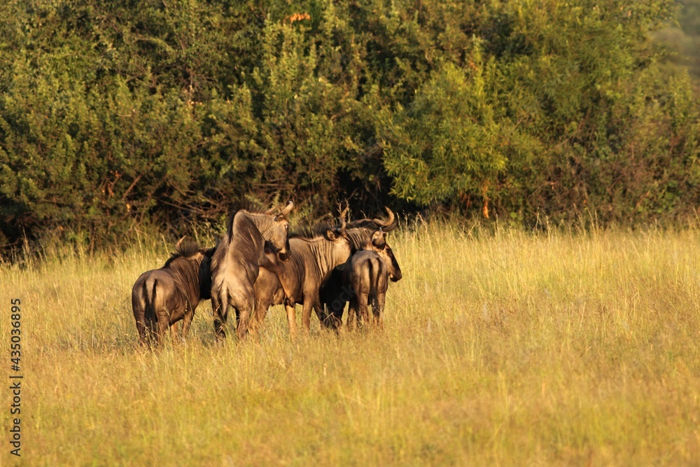A small group of wildebeests (Connochaetes taurinus) coupling in the grassland. A small group of wildebeests (Connochaetes taurinus) coupling in the grassland.
