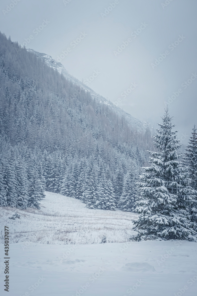 Steep hill and coniferous forest growing on it, Western Tatra Mountains, Poland. Winter in the national park. Selective focus on the trees, blurred background.