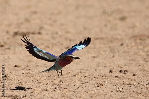 The flying Lilac-breasted Roller (Coracias caudatus) flying over the dry sand in Kalahari desert.
