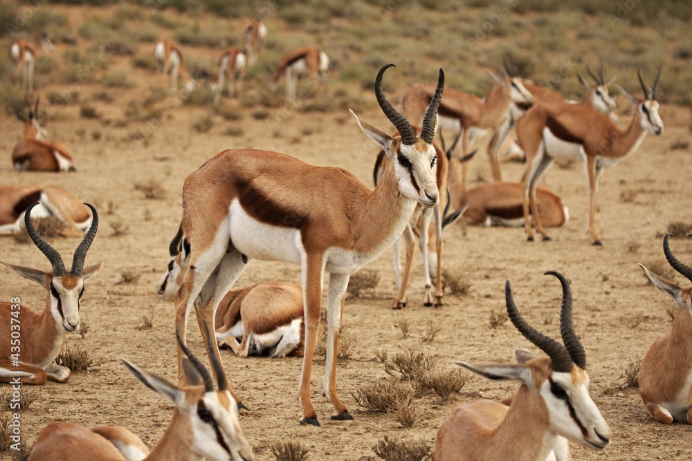 The group of springboks (Antidorcas marsupialis) in dry Kalahari sand. The group of springboks (Antidorcas marsupialis) in dry Kalahari sand.