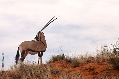 The gemsbok or gemsbuck (Oryx gazella) staying on the red sand dune with red sand and dry grass around. photo