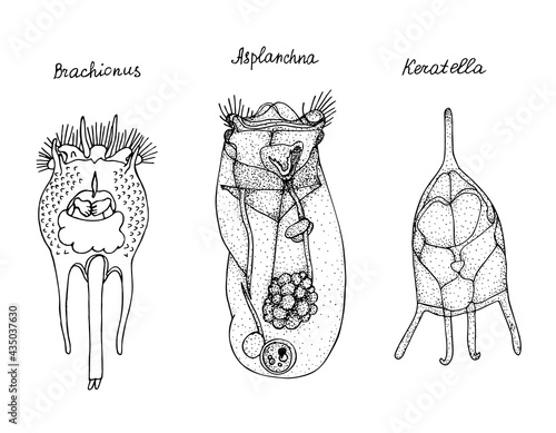 Wheel animal. Black and white hand drawn illustration.
